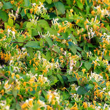 Check spelling or type a new query. Honeysuckle Uses Benefits Side Effects And How To Grow Dr Axe