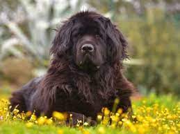 Discount on all puppies fast & same day delivery comes. Newfoundland Puppies For Sale Available In Phoenix Tucson Az