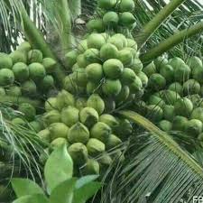General tropical rainforest tree facts. Rain Forest Dwarf Variety Coconut Plant Hybrid Kuttiadi Coconut Live Plant Amazon In Garden Outdoors
