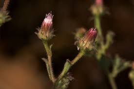 Image result for Pseudoconyza viscosa