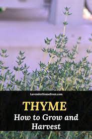 Growing And Harvesting Thyme Growing Thyme Gardening Tomato Plants Fruit Garden Plans