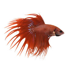 Male bettas can stay own their own or with other fish quiet species. Red Male Crowntail Bettas For Sale Order Online Petco