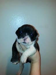 Search for dogs closest to your area by changing the search location. Olde English Bulldog Puppies For Sale In Portland Oregon Classified Americanlisted Com
