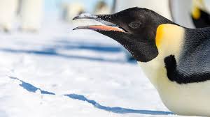 How did andre drummond get the nickname the big penguin, and should he keep it? World S Longest Penguin Dive Recorded By Scientists In Antarctica