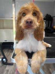 Zen dog grooming and spa east kilbride