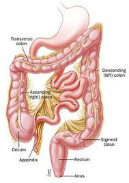 Crohn S Disease Anatomy Colon Cancer Awareness Month Cancer Awareness Months Colon Cancer Awareness