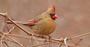 Check spelling or type a new query. Northern Cardinal Range Map All About Birds Cornell Lab Of Ornithology