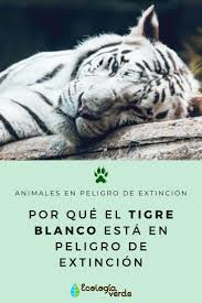 El tigre blanco es la misma especie que el tigre panthera tigris, solo que tiene otra coloración su pelaje debido a una. Pin En Animales En Peligro De Extincion