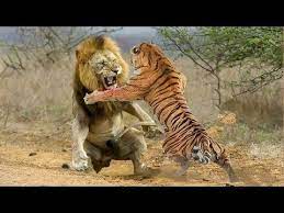 H2h stats, prediction, live score, live odds & result in one place. Lion Vs Tiger Tiger Vs Lion Aspin Youtube Tiger And Lion Fight Lion Animals