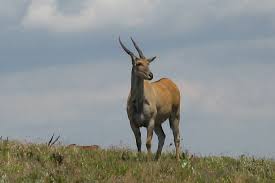 Image result for Aspidoglossum hirundo