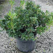 Image result for Pittosporum