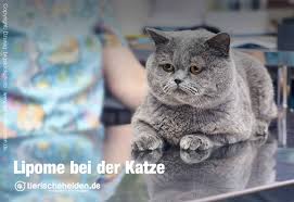 Fettknubbel Bei Der Katze Lipome Symptome Und Behandlung Tierischehelden