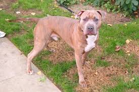 The pocket pitbull will usually have a shorter coat, but this is not always the case. American Pit Bull Terrier Color Chart American Dog Breeders Assoc