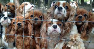 I have wonderful parents that have started teaching me how to be a great companion. Volunteers Rescue 108 Abused Dogs From Breeding Farm Bored Panda