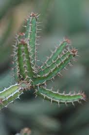 Image result for Euphorbia griseola