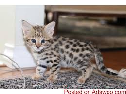 We are breeding savannah cats in canada with 25% plus serval blood. Welcome To A Home Of Cute And Good Addorable F1 Savannah Cats For Sale Classified Ads Free Classifieds Free Ads Posting
