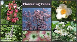 Flowering trees native to central florida. Flowering Trees For Home Gardens 21 Beautiful Choices