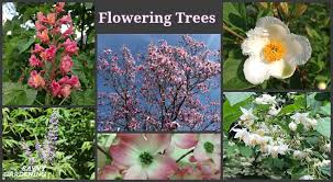 Be sure to make note of the flower. Flowering Trees For Home Gardens 21 Beautiful Choices