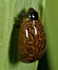 This Is A Juvenile Form Of The Cereal Leaf Beetle Oulema Melanopus After Being Parasitized By Tetrastichus Julis A Parasit Weird Insects Cool Insects Beetle