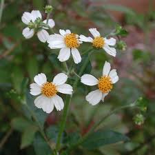 Image result for Bidens pilosa