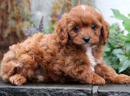 Young children should be supervised around the cavapoo to ensure they treat it with respect. Cavapoo Puppies For Sale Asiapets In