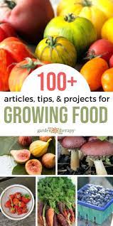 Growing Food Archives Garden Therapy Food Garden Growing Food Growing Vegetables