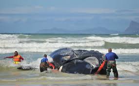 Blue whale bitten in half 2021 is a trendy search query since it's gaining some popularity due to a recent incident involving a shark. Beaches Close In South Africa After Great White Sharks Tear Flesh From A Giant Whale That Washed Up On Shore Daily Mail Online