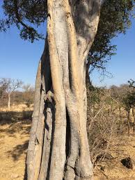 Image result for Balanites maughamii