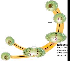 Terms in this set (34). Mitosis And The Cell Cycle How The Trillions Of Cells In A Human Body Developed From A Single Cell Serendip Studio