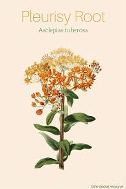 Pin On Herbs Botanical Illustrations