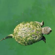Some experts believe that hibernating aquatic turtles outdoors is too risky, since natural conditions are hard to replicate in a backyard pond, and recommend bringing all. Frog Pond At The Pond Guy