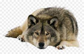 Wolf png logo, wolf png clipart, wolf png vector, cartoon wolf png, animated wolf, black wolf png, white wolf png, wolf png transparent, wolf pictures to download, pictures of wolves in the wild, wolf images drawings. Wolf Png Clipart Wolves Misunderstood Transparent Png Vhv