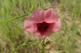 Image result for Sesamum alatum