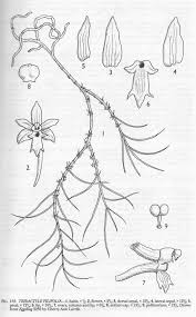 Image result for Tridactyle filifolia