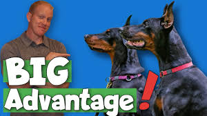 Most of our red dobermans are of red, or sometimes called chocolate colours. Black And Rust Dobermans Why They Re The Best Youtube