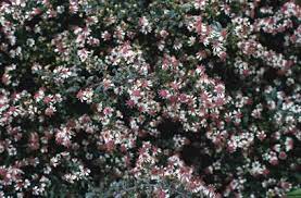 Aster Lateriflorus Horizontalis Late Summer Flowers Dry Garden Plants