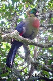 A rwenzori turaco likes to feed in figues in the montane forests. Rwenzori Turaco Ebird