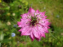 The Nigella Flower The Love In A Mist