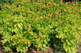 Image result for Crossandra infundibuliformis