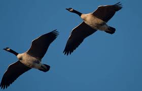 نتیجه جستجوی لغت [flying] در گوگل