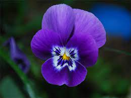 Offerte hotel a madesimo, campodolcino, chiavenna e dintorni. Nomi E Immagini Di Fiori Di Primavera 35 Foto Pianetabambini It