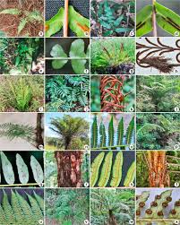 Image result for Pteris atrovirens
