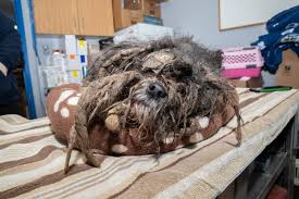 Dog with severely matted fur unable to move in care in Niagara