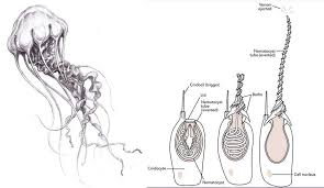 Image result for Envenomation