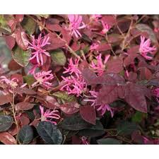 Loropetalum chinense Fire Dance