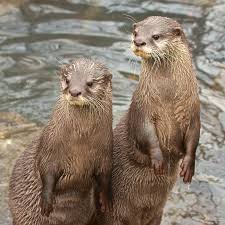 Speed up the playback or skip silence to skim through a long recording. River Otter Today S Your Special Day Wisconsin Environment