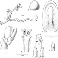 Image result for Cassytha pondoensis