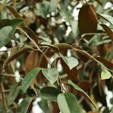 Image result for Chrysophyllum