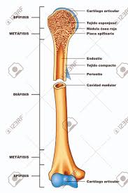 Just click on the icons, download the file(s) and print them on. Parts Of A Long Bone Royalty Free Cliparts Vectors And Stock Illustration Image 144977767