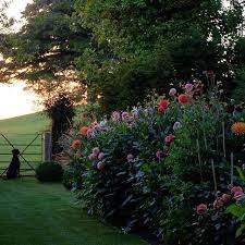 Dahlia Delight Photo Mccormickcharlie Via Townandcountrymag Regram Cottage Garden Design Beautiful Gardens Cottage Garden